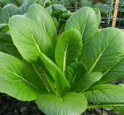 Komatsuna Mustard Spinach Seeds | Japanese USA Asian Chinese Greens Seed 2024 • $3.95