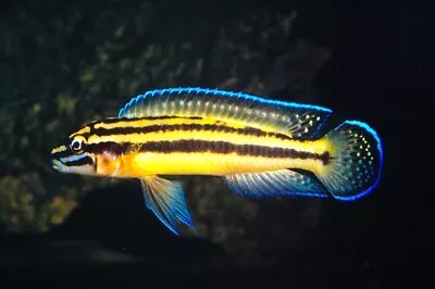 Julidochromis Regani Kipili ** LAKE TANGANYIKA CICHLID ** Malawi Fish • £8.99