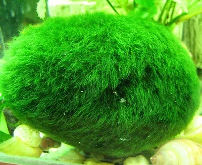 Marimo Moss Balls 4 Balls  (4cm) Live Plant Aquarium Tank In USA • $69