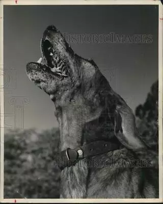 1950 Press Photo A Lion Dog Brought To Arizona To Hunt A Mountain Lion • $29.88