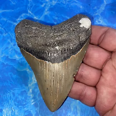 Megalodon Shark Tooth 4.30” Huge Teeth Meg Scuba Diver Direct Fossil Nc 2836 • $22.50