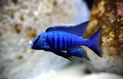 Aulonocara Sp Neon Red Calico Peacock Cichlid Lake Malawi Cichlid 3-5 Cm • £9.99