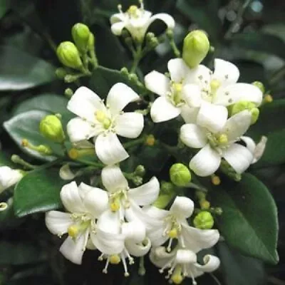 10 Murraya Exotica  Seeds  Murraya Paniculata  Orange Jasmine Seeds. • £3.60