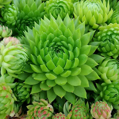 Sempervivum Key Lime Kiss | Hens & Chicks | Hardy Evergreen Outdoor Succulent • £9.99