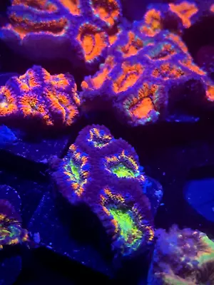 WYSIWYG Crazy Rainbow Acan Lord Frag Colony Multicolor Live Coral LPS SPS HG Zoa • $42.99