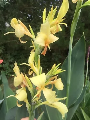 Canna Indica Cannalily Thai Lemon Spotted Tongue 10 Seeds Easy To Grow • $10