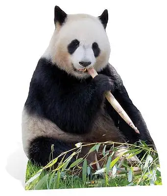 Giant Panda Bear Lifesize Cardboard Cutout / Standee / Stand Up / Standee Bamboo • £38.99