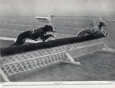 Greyhound Racing At Wembley Stadium Old Original 1934 Dog Print • $8.07