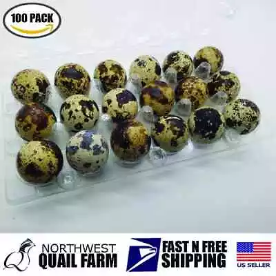 Jumbo Quail Egg Cartons 18 Cell (3x6) 100pcs - Secure Snap Close Fast Shipping • $47.95