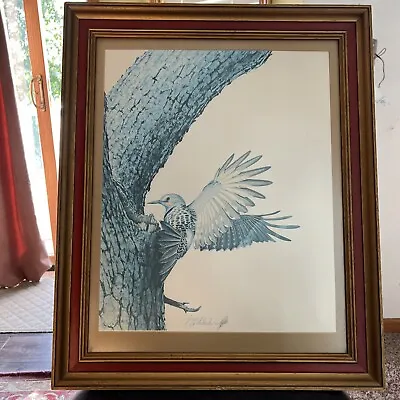 Vtg Guy Coheleach Red Shafted Flicker Signed Matted Sealed Framed Picture Art • $169