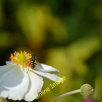 Photo 12x8 Japanese Anemone And Hover Fly Bakewell  C2012 • £6