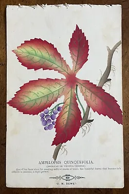 1800s D. M. DEWEY Litho ANTIQUE Botanical Chromolithograph VIRGINIA CREEPER • $18