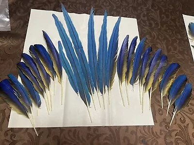 Naturally Molted Blue And Gold Macaw Tail And Wing Feathers • $100