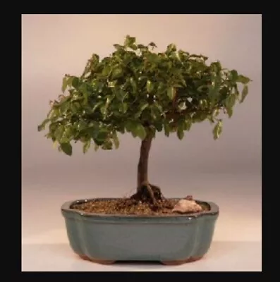 Flowering Sweet Plum Bonsai Tree 8 H Indoor Sageretia Theezans Tropical Evergren • $109.99