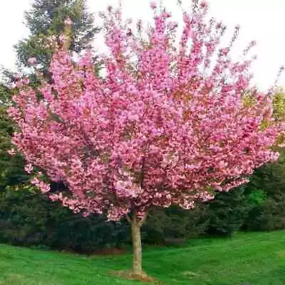 Kwanzan Japanese Flowering Cherry Tree - 8-14  Tall - 2.5  Pot - Prunus 'Kanzan' • $24.99