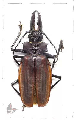 Macrodontia Crenata A1 Male No.9 (637mm) ACTUAL SPECIMEN • $135