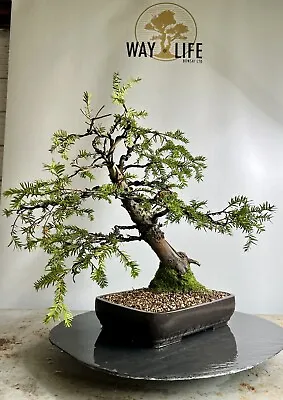 Way Of Life Bonsai Tree-Hybrid Yew - FREE UK DELIVERY/NARUKO • £350