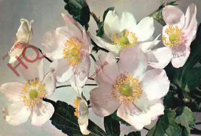 Picture Postcard Flowers Japanese Anemone [J Arthur Dixon] 1050 • £3.49