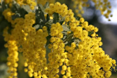 Acacia Baileyana Seeds - Golden Mimosa - Yellow Wattle Tree - 10 25 Or 50 Seed • $9.99