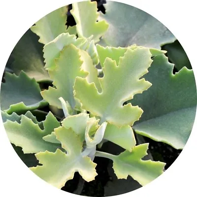 Kalanchoe 'Oak Leaf' Dwarf Velvet Plant - Unique Foliage Soft Texture • $26.45