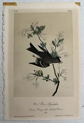 J.J. AUDUBON / J.T. BOWEN - 1840s First OCTAVO Ed -  Weed Pewee Flycatcher BIRDS • $199.99