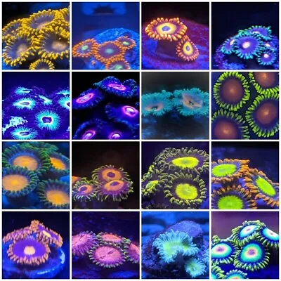 Zoa Pack Of 7 Different Types Of Colorful Zoas Soft Corals • $75