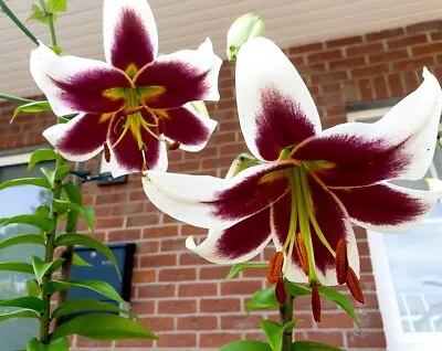 Beverly Dreams Tree Lily Flower Bulbs Hardy 4-8 Ft. Tall Giant Fragrant Blooms!! • $7.99