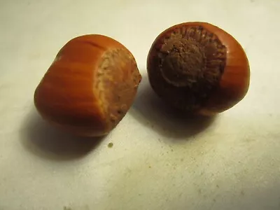 Hazel Nut With Condom Inside • $2