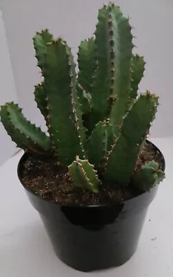 Euphorbia Moroccan Mound 5-6  Cutting • $9.95