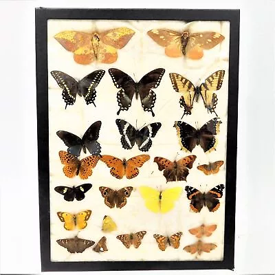 Vintage Pinned Assorted Butterfly Moth Taxidermy Display • $29.99