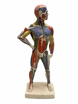 Muscular System Model Human Muscles Anatomy Figurine 18” Colored Coded Rare • $112.46