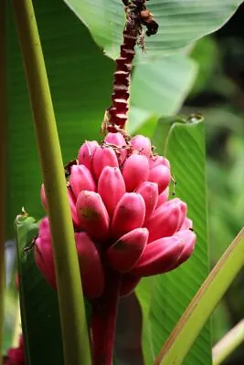 20++ Pink Banana Seeds (Musa Velutina) Hairy Banana • $800