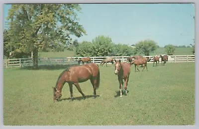 Animal~Horses In Fenced In Pasture~Vintage Postcard • $1.35