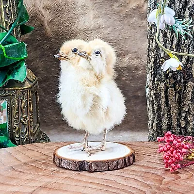 R30L Yw 2 Headed Chicken Taxidermy Display Chick Bizarre Gaff Curiosities Oddity • $79.99