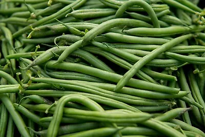 100 Blue Lake Fm1k Pole Type Garden Bean Seeds Non Gmo • $7