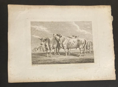 £9.99 • Buy Etching By Samuel Howitt BULLS