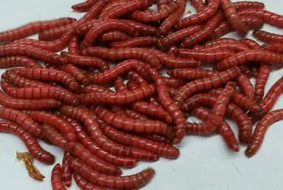 Live Red Giant Mealworms Free Shipping Live Arrival Guarantee • $119.99