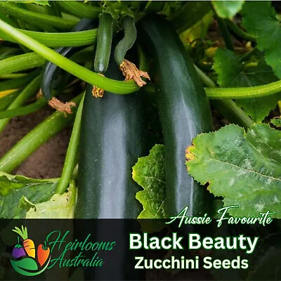 ZUCCHINI 'Black Beauty'  10+ Seeds Vegetable Garden Spring Summer COURGETTE • $4.29