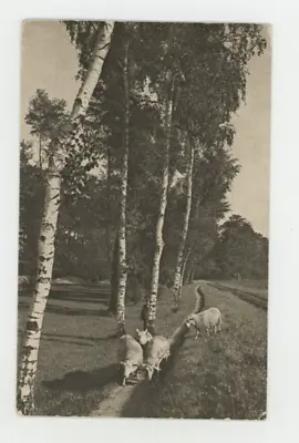 Vintage Animal  Postcard   SHEEP ON PATH GOING HOME   POSTED 1910 • $3