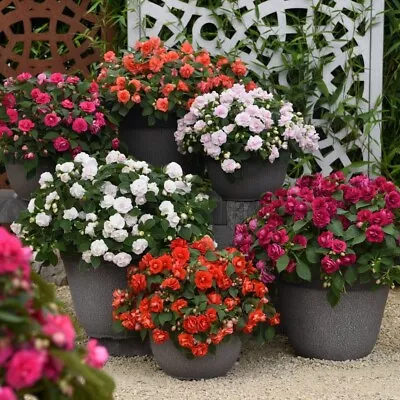 Impatiens Glimmer 9cm Pot X 6 + Incredibloom 100g Cottage Garden Scheme By T&M • £46.99