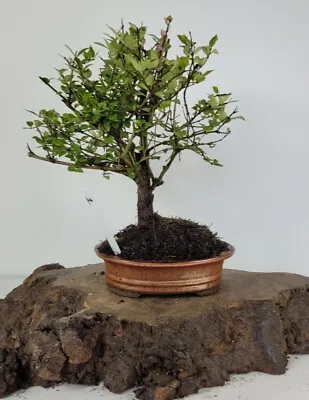 £47 • Buy Lonicera Nitida Bonsai Tree  Tree Starter Shohin Bonsai Easy Care Outdoor 1