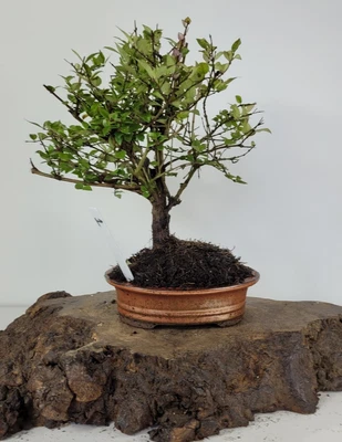 £47 • Buy Lonicera Nitida Bonsai Tree  Tree Starter Shohin Bonsai Easy Care Outdoor 1