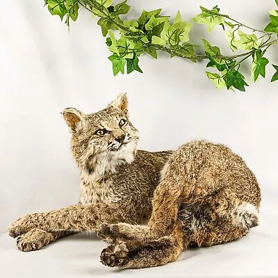 BR83  Bobcat Taxidermy Mount Oddities Curiosities Collectible Collectible Dsplay • $589.99