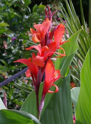 Canna Indica 10 Seeds Red Indian Shot Garden Edible Arrowroot Fodder • £3.21