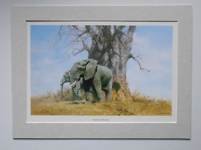 David Shepherd Print 'Baobab And Friends' Elephants UNFRAMED • £22