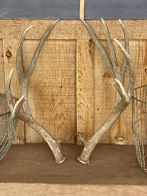 Unique Set Of Mule Deer Sheds ~ Antlers ~ Decor • $195