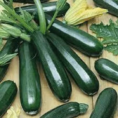 Premium Black Beauty Zucchini Seeds.  Fresh Organic Seeds.  Most Popular Ever! • $1.99