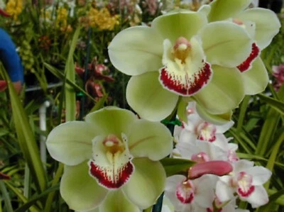$22 • Buy OoN Cymbidium Orchid K24 Cymbiflor X(KatyShaw XSouthborough) Seedling 85mmP