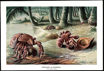 HERMIT CRABS 1890 Vintage German Chromolithograph Art Print • $18