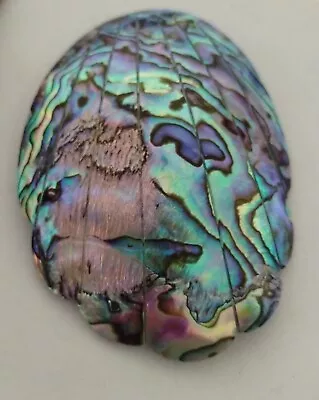 Beautiful Iridescent Huge Oval Abalone Seashell Scalloped Edge Radiating Lines • $19.99